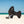 Wingsuit Foil